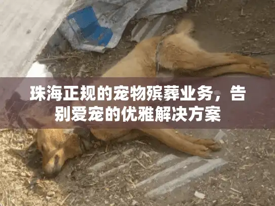 珠海正规的宠物殡葬业务,告别爱宠的优雅解决方案 珠海正规的宠物殡葬业务,告别爱宠的优雅解决方案