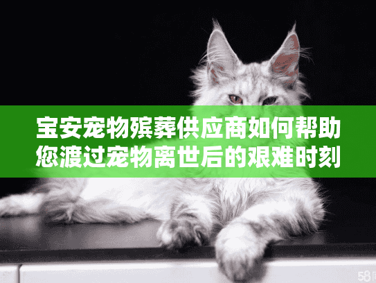 宝安宠物殡葬供应商如何帮助您渡过宠物离世后的艰难时刻？
