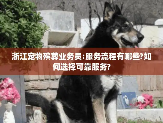 浙江宠物殡葬业务员:服务流程有哪些?如何选择可靠服务?