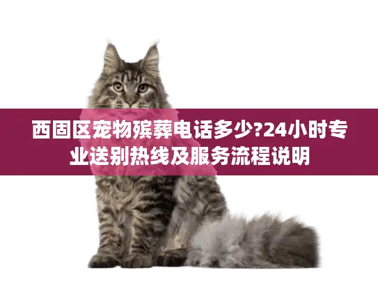 西固区宠物殡葬电话多少?24小时专业送别热线及服务流程说明