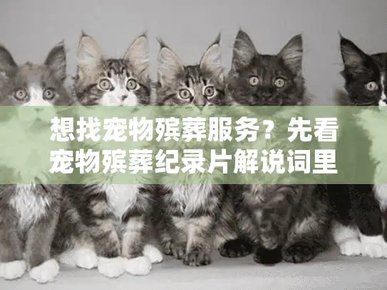 想找宠物殡葬服务？先看宠物殡葬纪录片解说词里的3个避坑案例