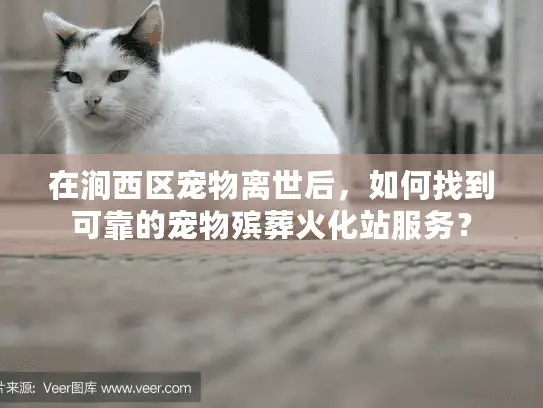 在涧西区宠物离世后,如何找到可靠的宠物殡葬火化站服务? 在涧西区宠物离世后,如何找到可靠的宠物殡葬火化站服务?