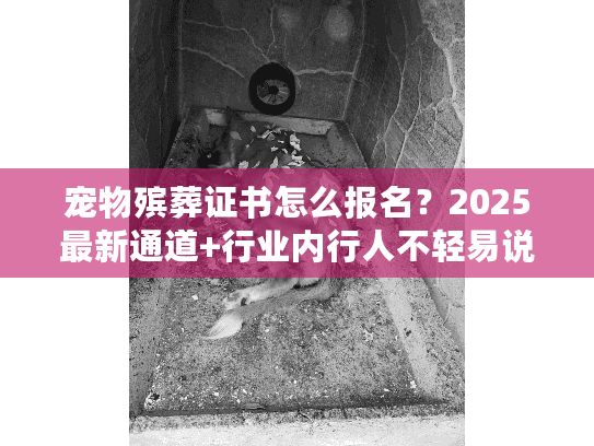 宠物殡葬证书怎么报名？2025最新通道+行业内行人不轻易说的3个关键条件
