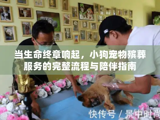 当生命终章响起，小狗宠物殡葬服务的完整流程与陪伴指南