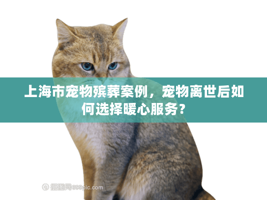 上海市宠物殡葬案例,宠物离世后如何选择暖心服务? 上海市宠物殡葬案例,宠物离世后如何选择暖心服务?