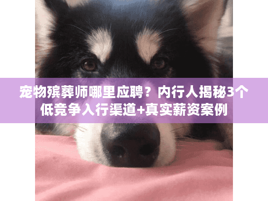 宠物殡葬师哪里应聘？内行人揭秘3个低竞争入行渠道+真实薪资案例