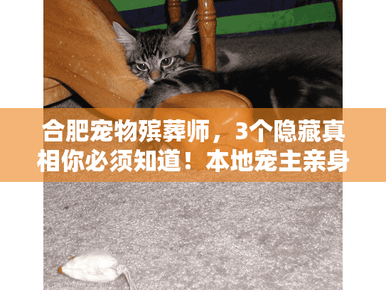 合肥宠物殡葬师，3个隐藏真相你必须知道！本地宠主亲身经历分享