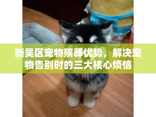 新吴区宠物殡葬优势,解决宠物告别时的三大核心烦恼 新吴区宠物殡葬优势,解决宠物告别时的三大核心烦恼