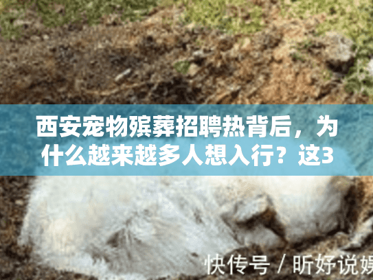 西安宠物殡葬招聘热背后，为什么越来越多人想入行？这3个真相你必须知道