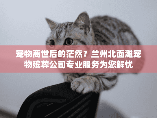 宠物离世后的茫然?兰州北面滩宠物殡葬公司专业服务为您解忧 宠物离世后的茫然?兰州北面滩宠物殡葬公司专业服务为您解忧