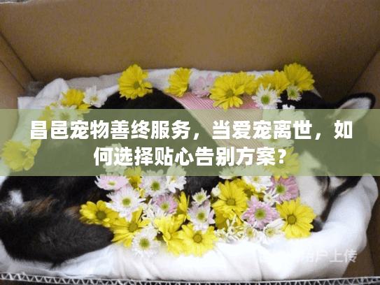 昌邑宠物善终服务，当爱宠离世，如何选择贴心告别方案？