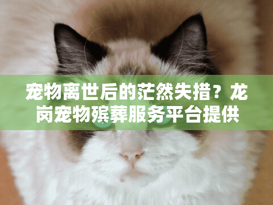 宠物离世后的茫然失措？龙岗宠物殡葬服务平台提供专业贴心服务