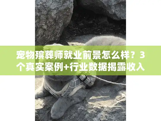 宠物殡葬师就业前景怎么样？3个真实案例+行业数据揭露收入与入行门槛