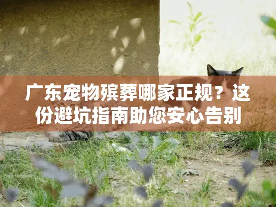 广东宠物殡葬哪家正规？这份避坑指南助您安心告别