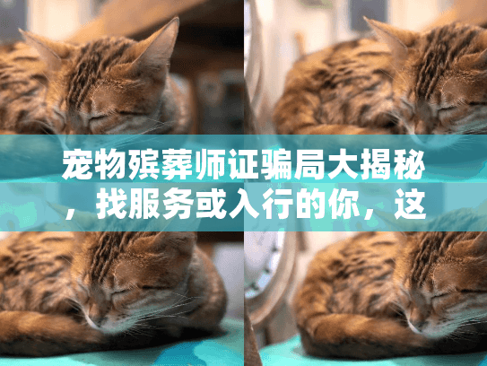 宠物殡葬师证骗局大揭秘，找服务或入行的你，这4个真相必须知道！