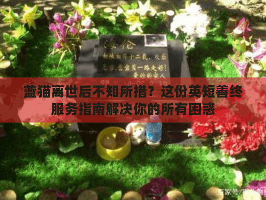 蓝猫离世后不知所措？这份英短善终服务指南解决你的所有困惑