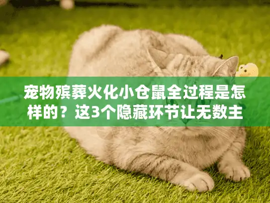 宠物殡葬火化小仓鼠全过程是怎样的？这3个隐藏环节让无数主人泪目