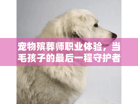 宠物殡葬师职业体验，当毛孩子的最后一程守护者，他们藏着多少不为人知的故事？
