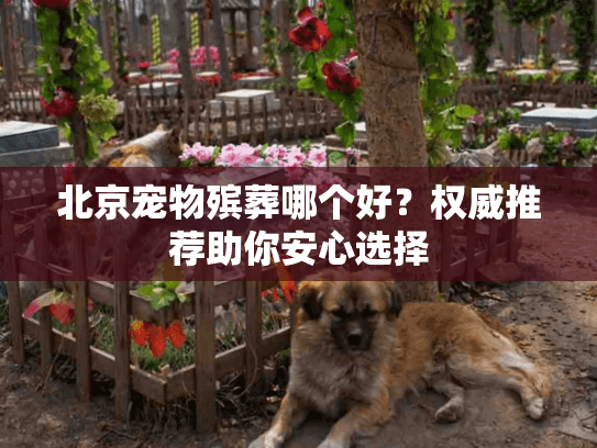 北京宠物殡葬哪个好？权威推荐助你安心选择