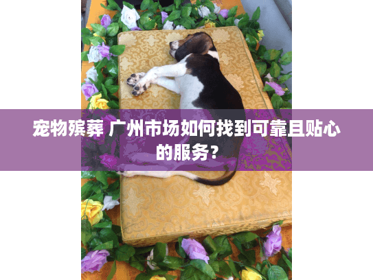 宠物殡葬 广州市场如何找到可靠且贴心的服务? 宠物殡葬 广州市场如何找到可靠且贴心的服务?