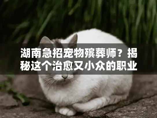 湖南急招宠物殡葬师？揭秘这个治愈又小众的职业真相