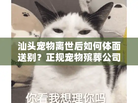 汕头宠物离世后如何体面送别？正规宠物殡葬公司专业服务全指南