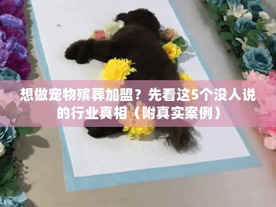 想做宠物殡葬加盟?先看这5个没人说的行业真相(附真实案例) 想做宠物殡葬加盟?先看这5个没人说的行业真相(附真实案例)