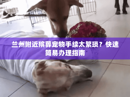 兰州附近殡葬宠物手续太繁琐?快速简易办理指南 兰州附近殡葬宠物手续太繁琐?快速简易办理指南