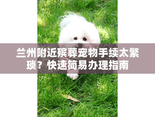 兰州附近殡葬宠物手续太繁琐?快速简易办理指南 兰州附近殡葬宠物手续太繁琐?快速简易办理指南