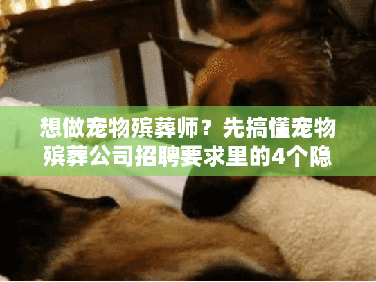 想做宠物殡葬师？先搞懂宠物殡葬公司招聘要求里的4个隐藏门槛