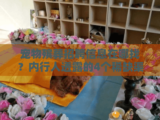 宠物殡葬招聘信息在哪找？内行人透露的4个稀缺渠道+真实求职案例