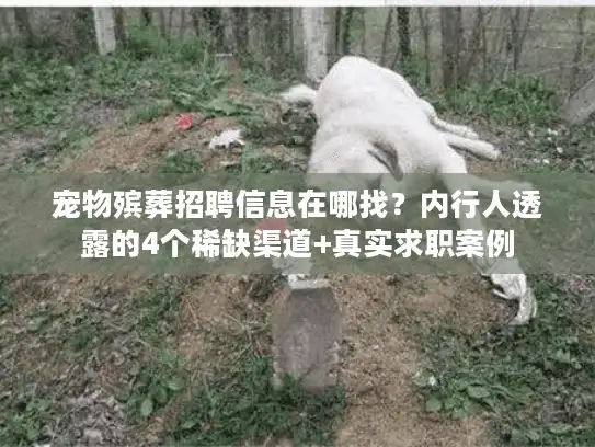 宠物殡葬招聘信息在哪找？内行人透露的4个稀缺渠道+真实求职案例