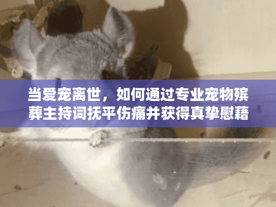 当爱宠离世,如何通过专业宠物殡葬主持词抚平伤痛并获得真挚慰藉? 当爱宠离世,如何通过专业宠物殡葬主持词抚平伤痛并获得真挚慰藉?