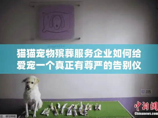 猫猫宠物殡葬服务企业如何给爱宠一个真正有尊严的告别仪式? 猫猫宠物殡葬服务企业如何给爱宠一个真正有尊严的告别仪式?