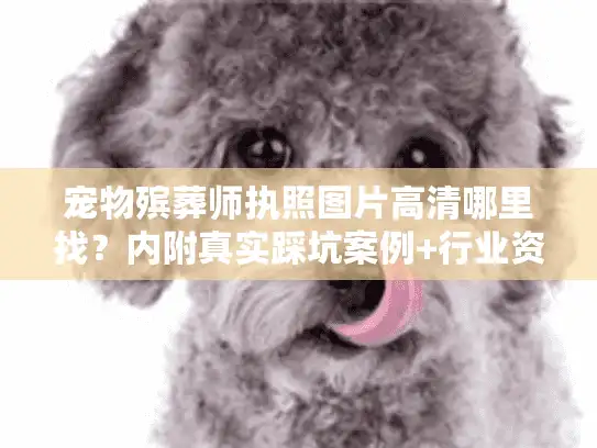 宠物殡葬师执照图片高清哪里找？内附真实踩坑案例+行业资质全解析