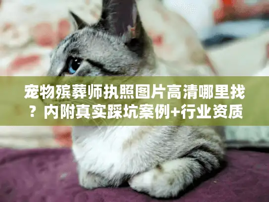 宠物殡葬师执照图片高清哪里找？内附真实踩坑案例+行业资质全解析