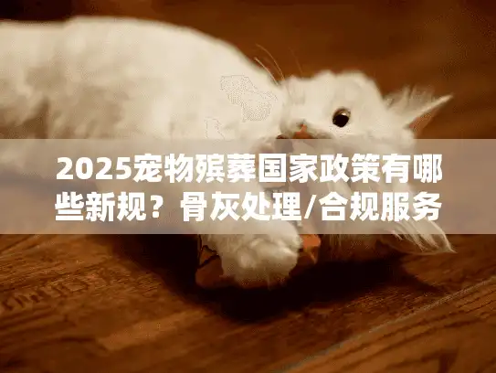 2025宠物殡葬国家政策有哪些新规？骨灰处理/合规服务挑选指南