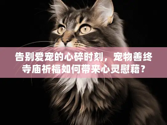 告别爱宠的心碎时刻，宠物善终寺庙祈福如何带来心灵慰藉？