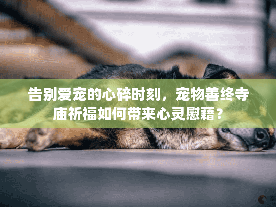 告别爱宠的心碎时刻，宠物善终寺庙祈福如何带来心灵慰藉？