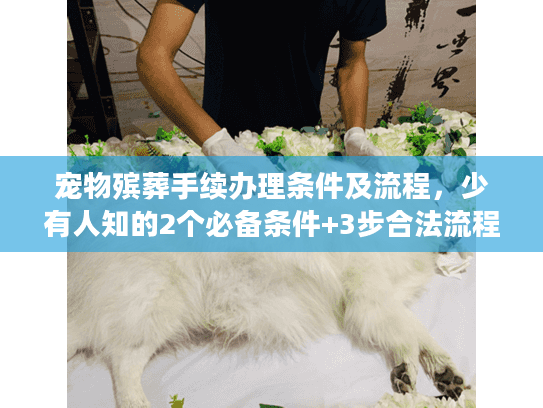 宠物殡葬手续办理条件及流程，少有人知的2个必备条件+3步合法流程（2025避坑版）