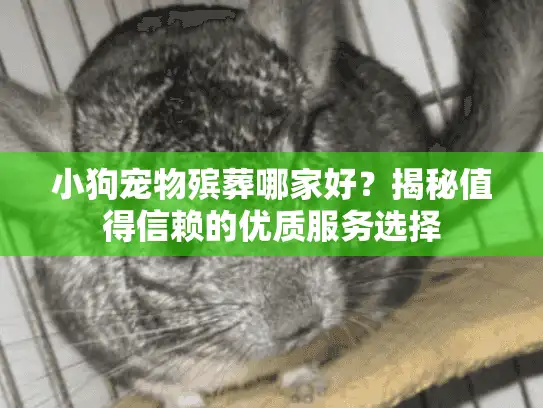 小狗宠物殡葬哪家好？揭秘值得信赖的优质服务选择