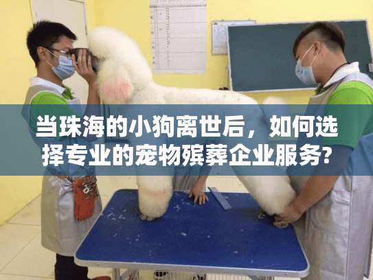 当珠海的小狗离世后，如何选择专业的宠物殡葬企业服务?