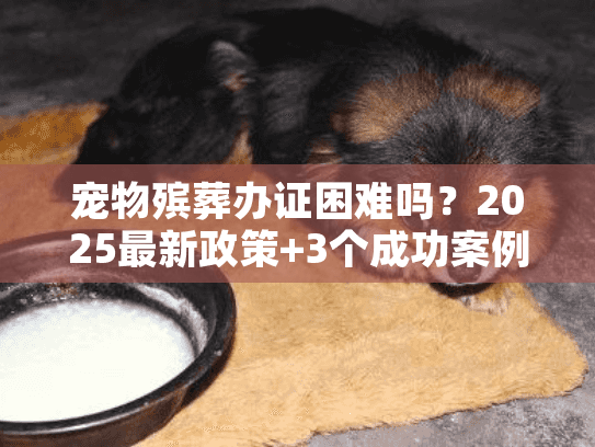 宠物殡葬办证困难吗？2025最新政策+3个成功案例，帮你避开90%审批雷区！