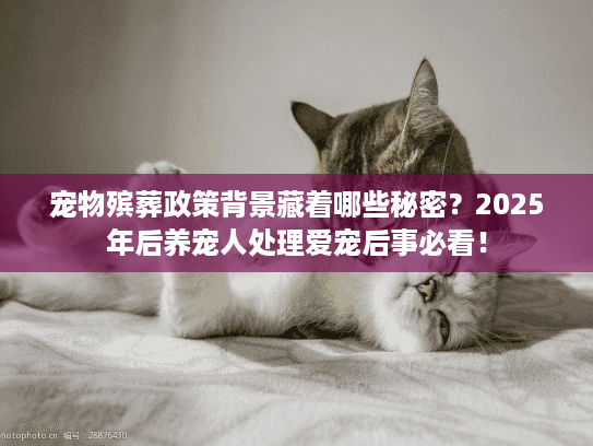 宠物殡葬政策背景藏着哪些秘密？2025年后养宠人处理爱宠后事必看！