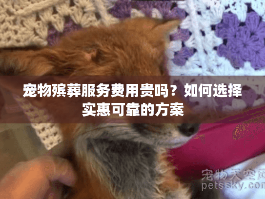 宠物殡葬服务费用贵吗？如何选择实惠可靠的方案