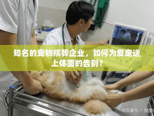 知名的宠物殡葬企业,如何为爱宠送上体面的告别? 知名的宠物殡葬企业,如何为爱宠送上体面的告别?