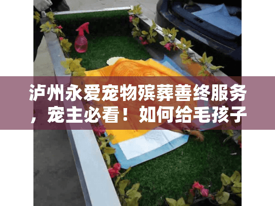 泸州永爱宠物殡葬善终服务，宠主必看！如何给毛孩子一场不留遗憾的告别？