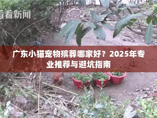 广东小猫宠物殡葬哪家好？2025年专业推荐与避坑指南