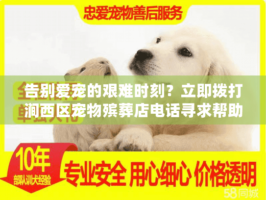 告别爱宠的艰难时刻？立即拨打涧西区宠物殡葬店电话寻求帮助