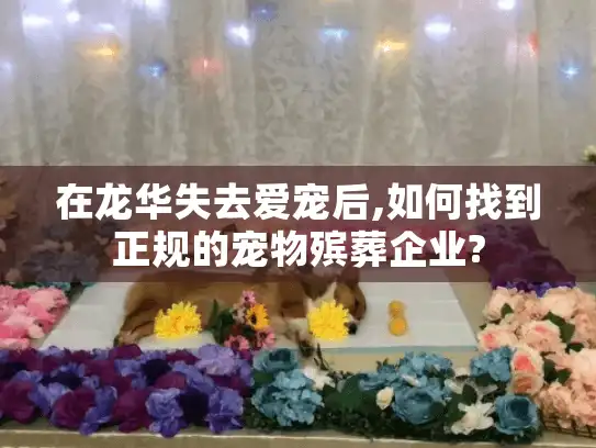 在龙华失去爱宠后,如何找到正规的宠物殡葬企业?